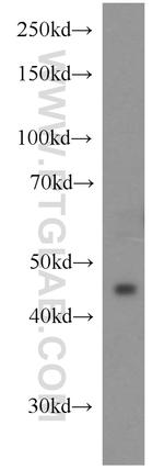 LAX1 Antibody in Western Blot (WB)