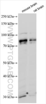 MIRO1 Antibody in Western Blot (WB)