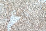 TOAG1 Antibody in Immunohistochemistry (Paraffin) (IHC (P))