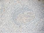 TOAG1 Antibody in Immunohistochemistry (Paraffin) (IHC (P))