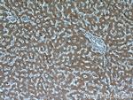 SLC25A25 Antibody in Immunohistochemistry (Paraffin) (IHC (P))