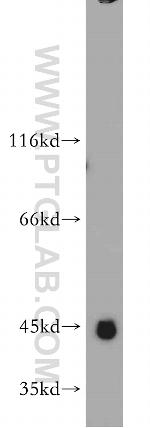 WDR21C Antibody in Western Blot (WB)