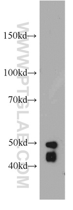 WDR21C Antibody in Western Blot (WB)