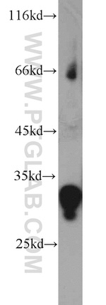 LRRC10 Antibody in Western Blot (WB)