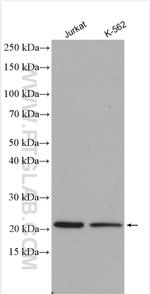 RHOG Antibody in Western Blot (WB)