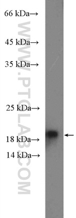 RHOG Antibody in Western Blot (WB)
