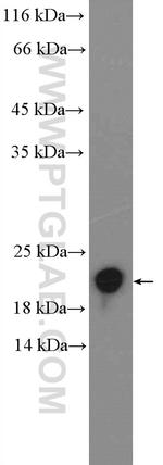 RHOG Antibody in Western Blot (WB)