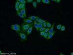 VMO1 Antibody in Immunocytochemistry (ICC/IF)