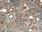 CYP2F1 Antibody in Immunohistochemistry (Paraffin) (IHC (P))