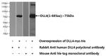DLL4 Antibody in Western Blot (WB)