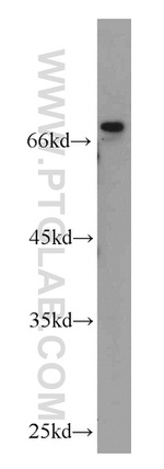 DLL4 Antibody in Western Blot (WB)