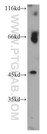 CHRFAM7A Antibody in Western Blot (WB)