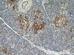 C7orf10 Antibody in Immunohistochemistry (Paraffin) (IHC (P))