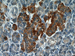 C7orf10 Antibody in Immunohistochemistry (Paraffin) (IHC (P))