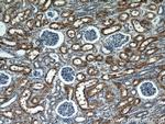 C7orf10 Antibody in Immunohistochemistry (Paraffin) (IHC (P))