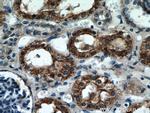 C7orf10 Antibody in Immunohistochemistry (Paraffin) (IHC (P))