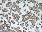 OGFOD2 Antibody in Immunohistochemistry (Paraffin) (IHC (P))