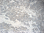 NGX6 Antibody in Immunohistochemistry (Paraffin) (IHC (P))