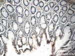 NGX6 Antibody in Immunohistochemistry (Paraffin) (IHC (P))