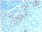 ALDH1A1 (Aldehyde Dehydrogenase 1A1) Antibody in Immunohistochemistry (Paraffin) (IHC (P))