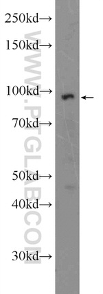 TTC7A Antibody in Western Blot (WB)