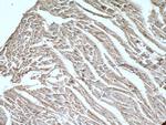 LRRC8C Antibody in Immunohistochemistry (Paraffin) (IHC (P))