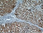 ALDH8A1 Antibody in Immunohistochemistry (Paraffin) (IHC (P))