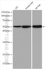 ALDH8A1 Antibody in Western Blot (WB)