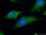 MRPL28 Antibody in Immunocytochemistry (ICC/IF)