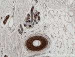 ADIPOQ Antibody in Immunohistochemistry (Paraffin) (IHC (P))