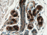ADIPOQ Antibody in Immunohistochemistry (Paraffin) (IHC (P))