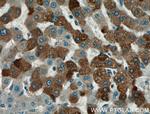 ADIPOQ Antibody in Immunohistochemistry (Paraffin) (IHC (P))