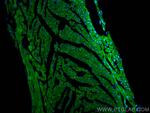 SGCZ Antibody in Immunohistochemistry (PFA fixed) (IHC (PFA))