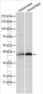 SGCZ Antibody in Western Blot (WB)