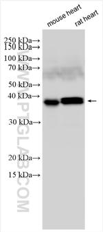 SGCZ Antibody in Western Blot (WB)