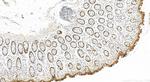 MRP63 Antibody in Immunohistochemistry (Paraffin) (IHC (P))