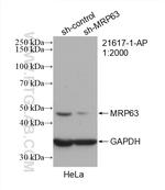 MRP63 Antibody in Western Blot (WB)