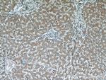 TMED9 Antibody in Immunohistochemistry (Paraffin) (IHC (P))