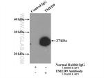 TMED9 Antibody in Immunoprecipitation (IP)