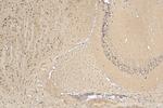 STRN Antibody in Immunohistochemistry (Paraffin) (IHC (P))