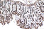 ZSCAN29 Antibody in Immunohistochemistry (Paraffin) (IHC (P))
