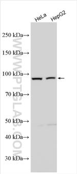 ZSCAN29 Antibody in Western Blot (WB)