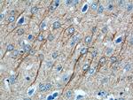 FAM114A1 Antibody in Immunohistochemistry (Paraffin) (IHC (P))