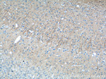 FAM114A1 Antibody in Immunohistochemistry (Paraffin) (IHC (P))