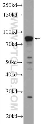 FAM114A1 Antibody in Western Blot (WB)