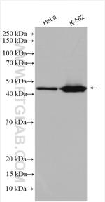 Cyclin B2 Antibody in Western Blot (WB)