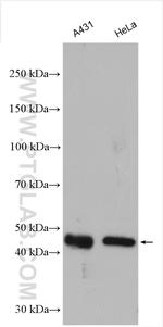 Cyclin B2 Antibody in Western Blot (WB)