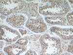 Cyclin B2 Antibody in Immunohistochemistry (Paraffin) (IHC (P))
