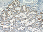 Cyclin B2 Antibody in Immunohistochemistry (Paraffin) (IHC (P))