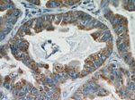 Cyclin B2 Antibody in Immunohistochemistry (Paraffin) (IHC (P))